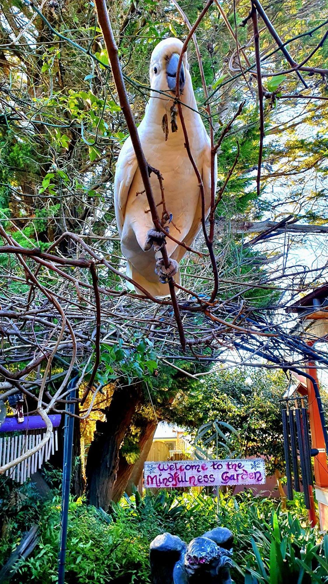 Bowral Road Art Gallery Bed And Breakfast Mittagong Eksteriør billede