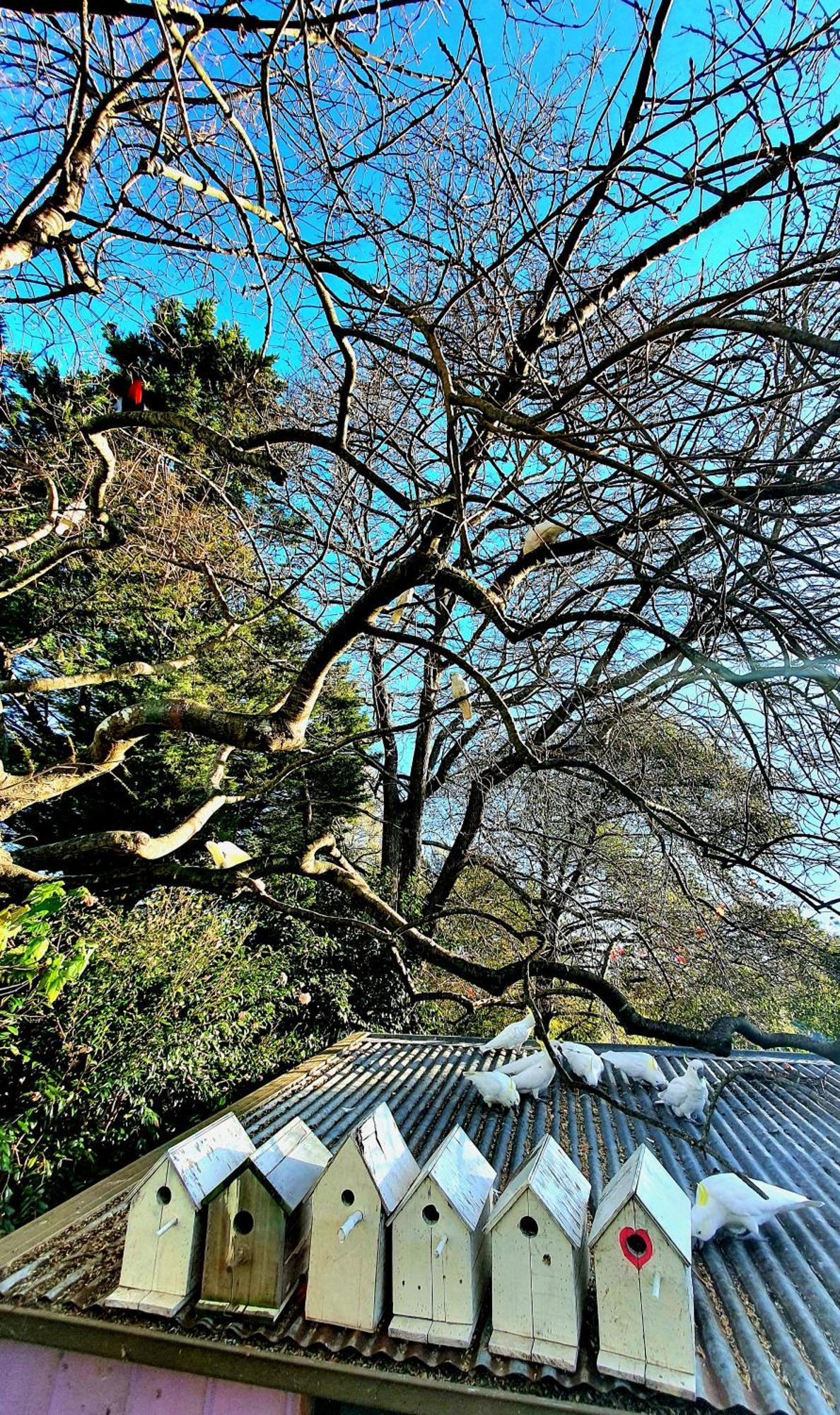 Bowral Road Art Gallery Bed And Breakfast Mittagong Eksteriør billede