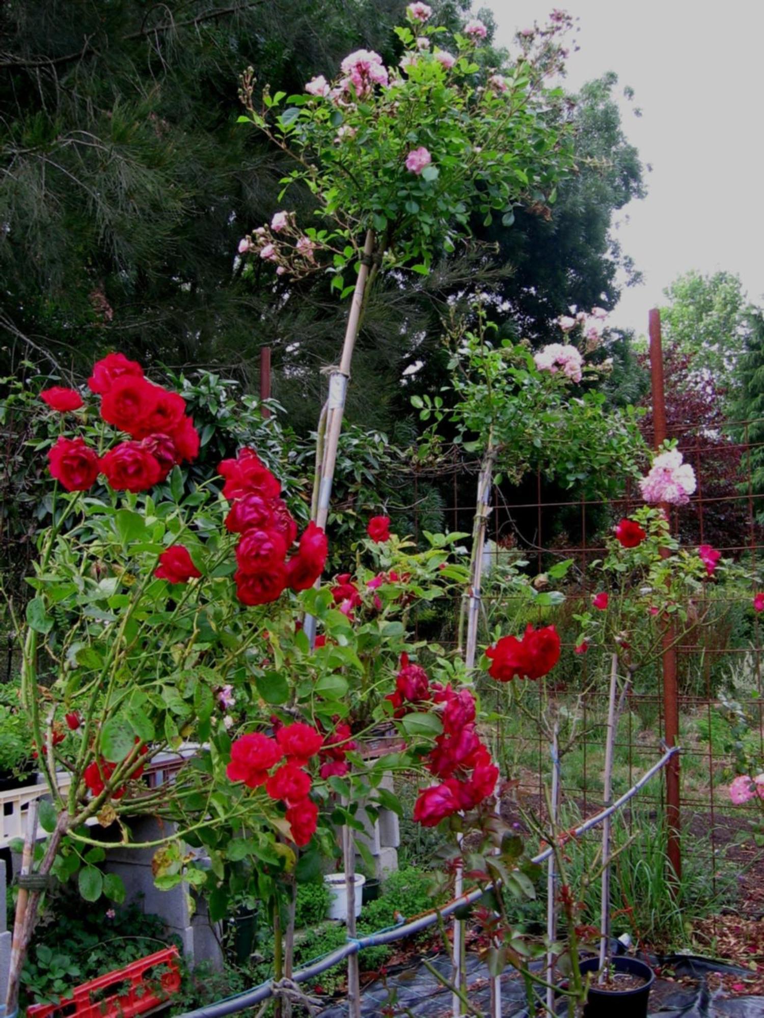 Bowral Road Art Gallery Bed And Breakfast Mittagong Eksteriør billede